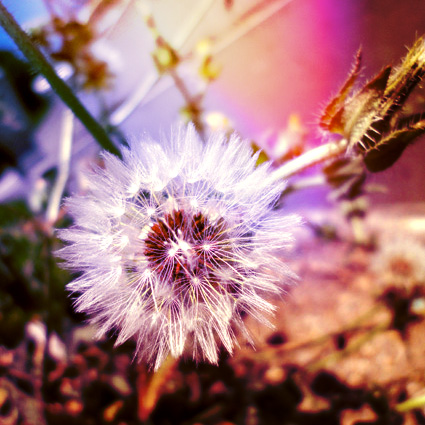 Dandelion