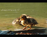 Pulcino bath by Frenzyy