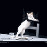 Dancing cat