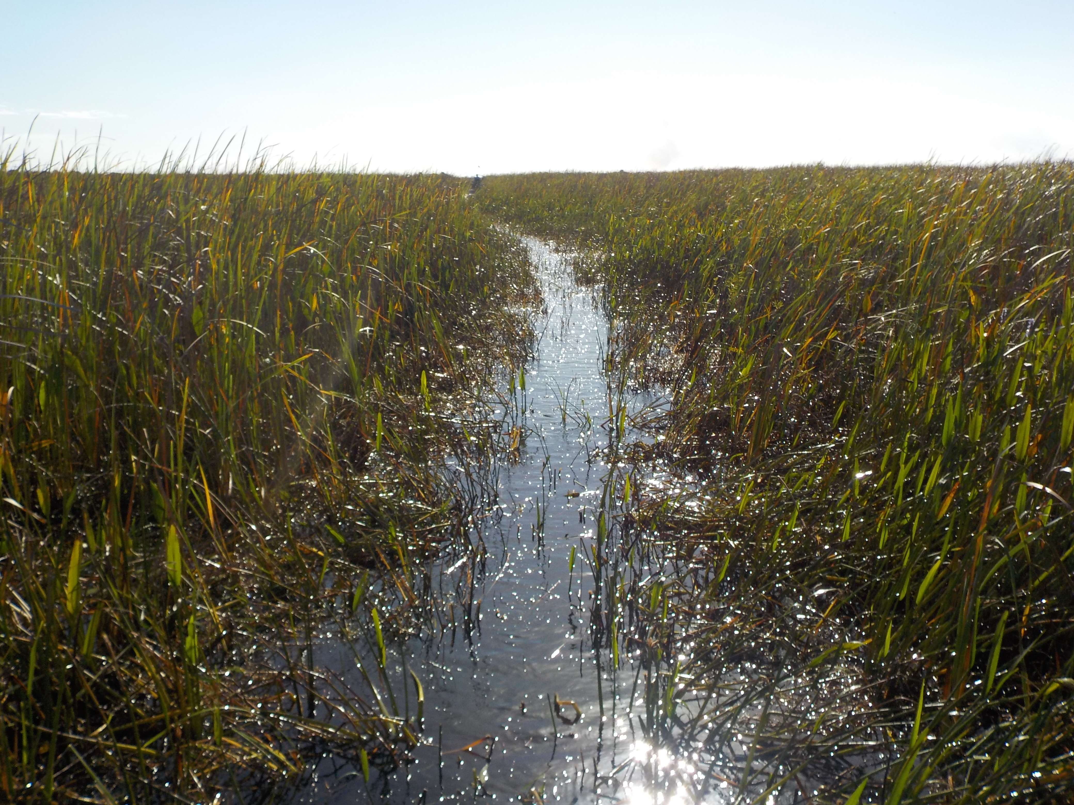 Airboat Ride