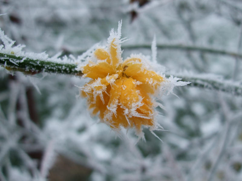 Frost Flower