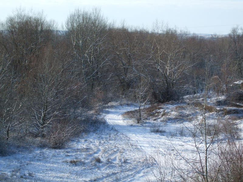 Winter landscape