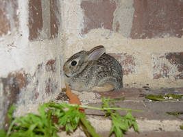 Baby Bunny