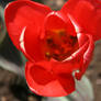 Vibrant Tulip...