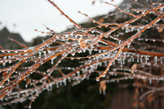 Icy Branches