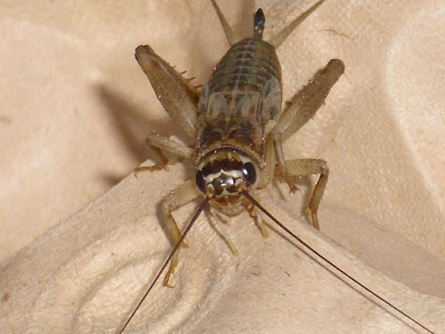 House Cricket