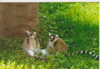 Lemurs