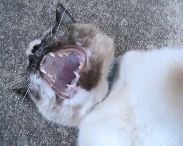 Vocal Cat, Gaping Maw of Death