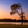 Sunset Tree at the Lake