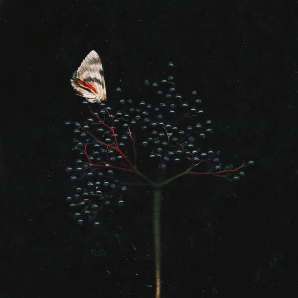 Sucked the life out of veins by NataliaDrepina