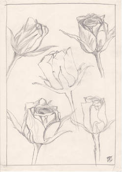 Another rose study