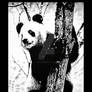 Esencia Panda