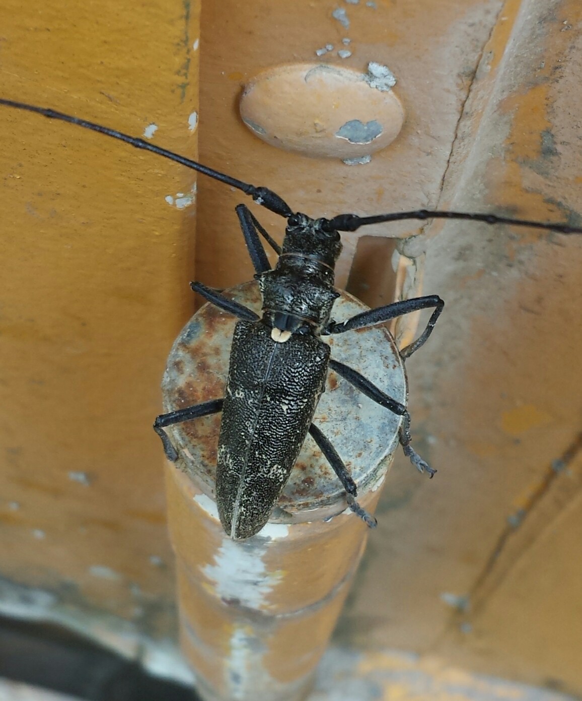 BBB big black bug