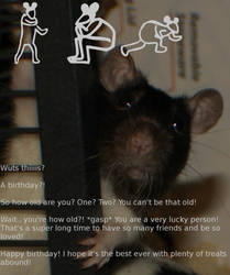 Rat Birthday Card