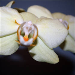 orchid -