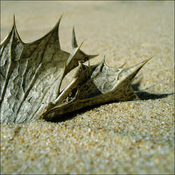 beach leaf -