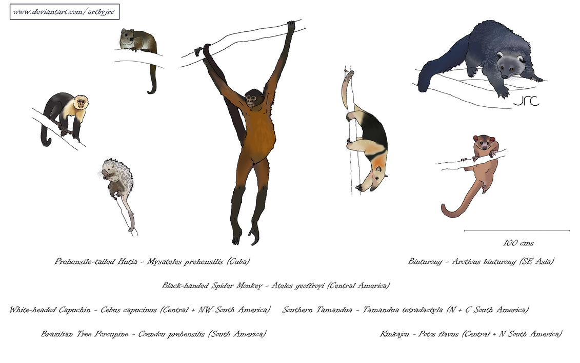 Hanging around - Mammals with prehensile tails 1 by artbyjrc on DeviantArt
