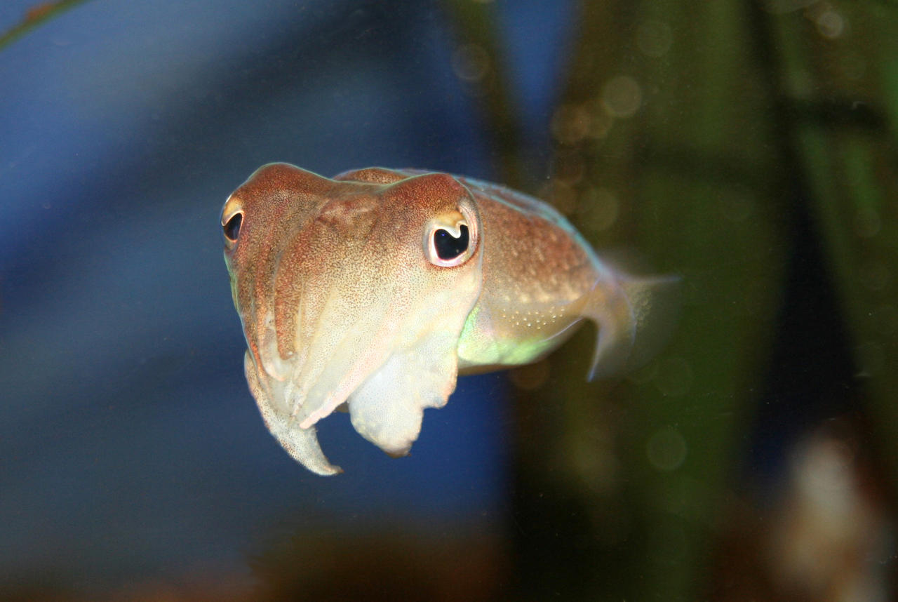 Young Common Cuttlefish by artbyjrc on DeviantArt