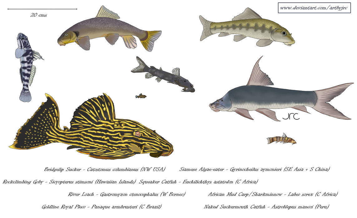 Sticky - Suckermouth Fish by artbyjrc on DeviantArt