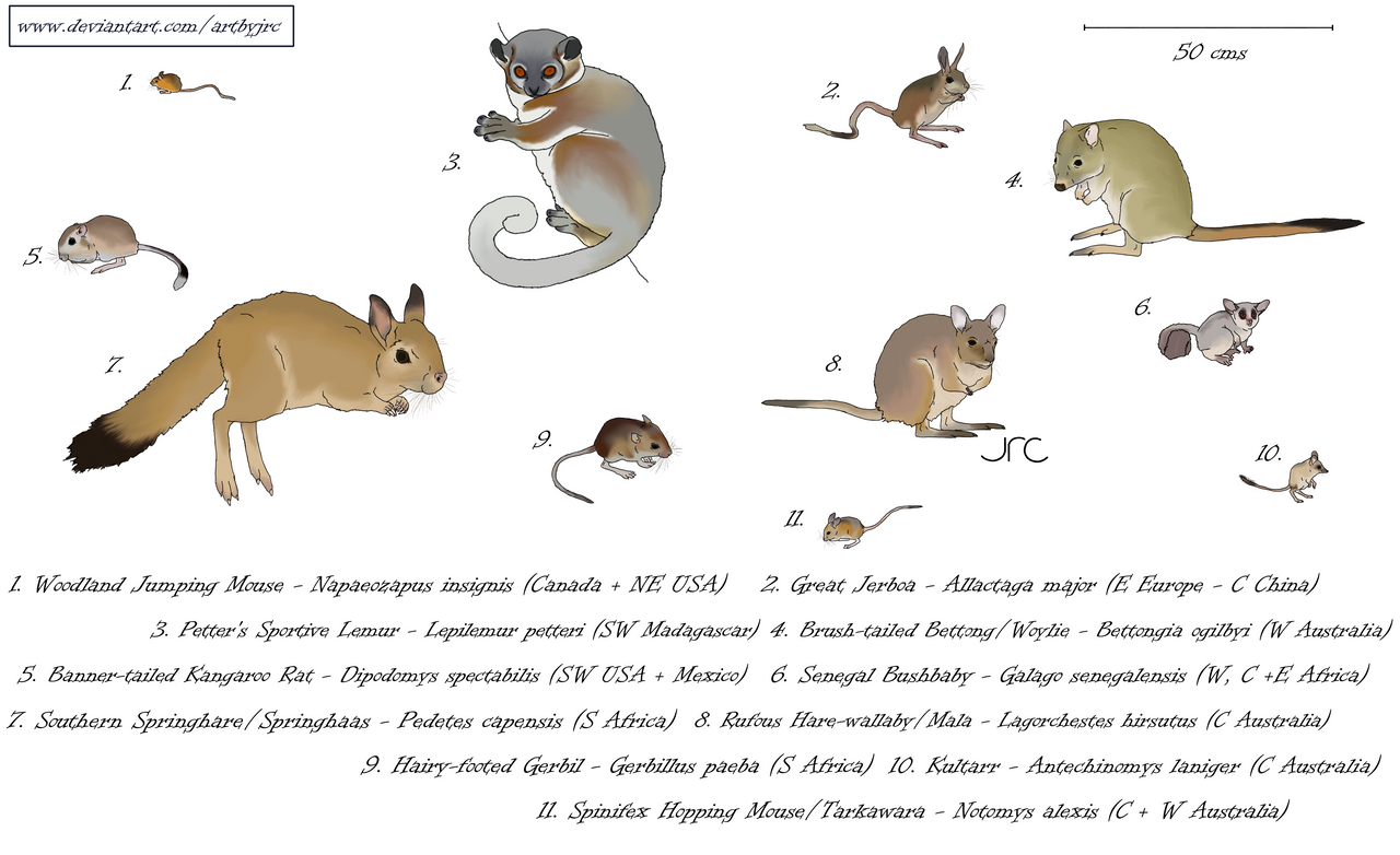 Hop to it - Saltatorial mammals by artbyjrc on DeviantArt