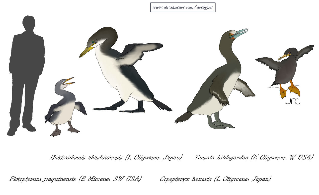 Pseudo-penguins of the Pacific - Plotopterids by artbyjrc on DeviantArt