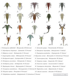 The (not really) sea scorpions - Eurypterids by artbyjrc