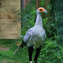 Secretarybird