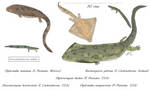 Boomerang heads - Diplocaulids