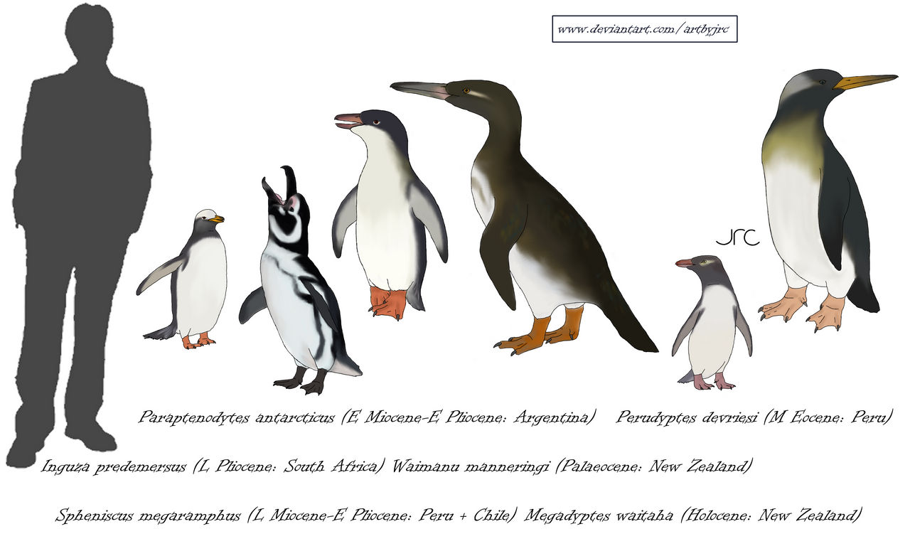 Tuxedos Of The South Spheniscids 2 By Artbyjrc On Deviantart Tuxedos Of The South Spheniscids 2 By Artbyjrc On Deviantart