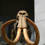 Woolly mammoth skeleton