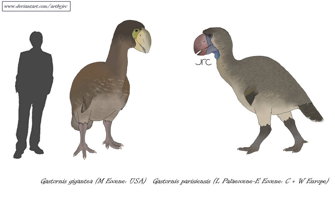 Formidable fowl - Gastornithids by artbyjrc on DeviantArt