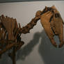 Extinct horse skeleton