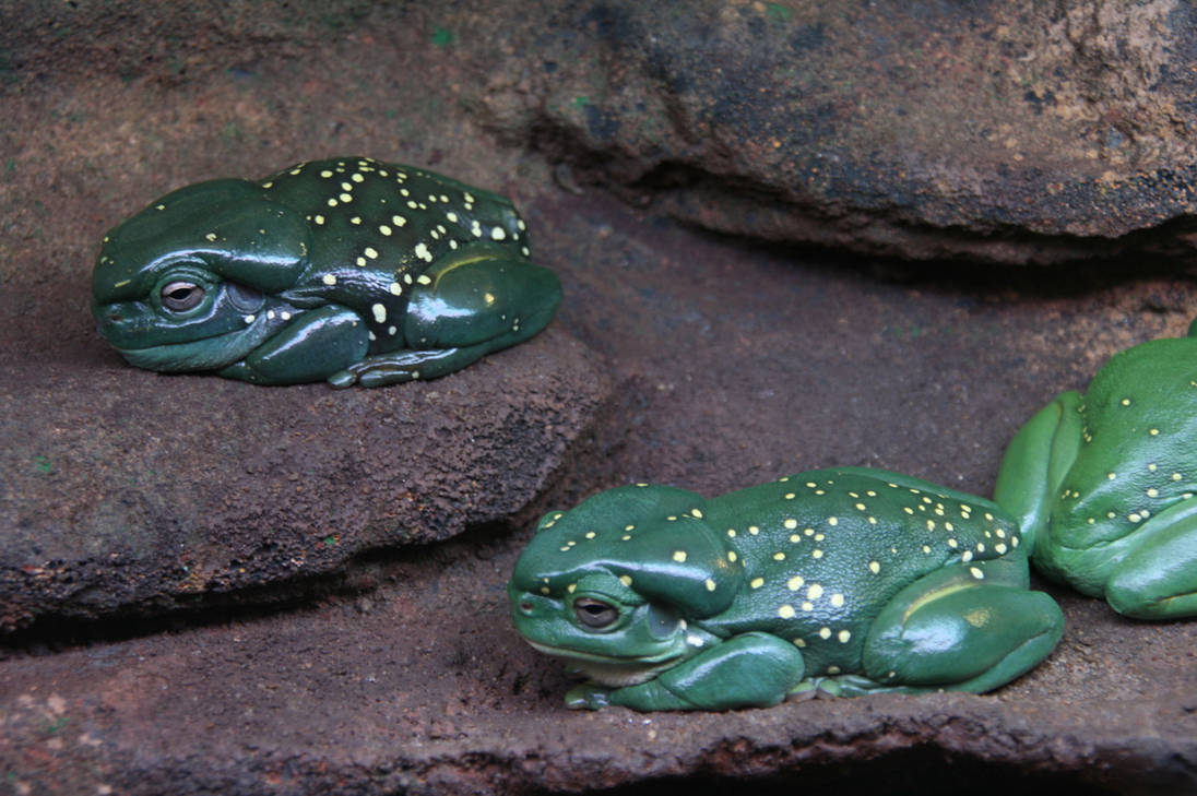 Magnificent/Splendid tree frog by artbyjrc on DeviantArt