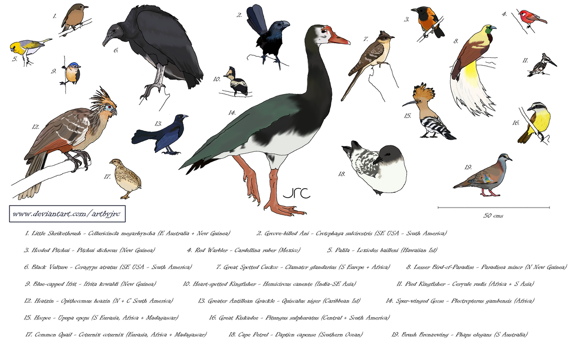 Fowl taste - Chemical defense in birds by artbyjrc on DeviantArt