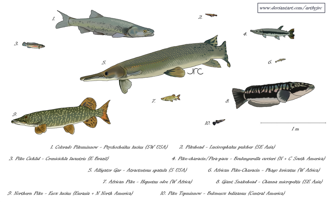 Arrowpimer Fish Lurking arrows - Ambush predatory fish by artbyjrc on DeviantArt