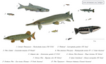 Lurking arrows - Ambush predatory fish