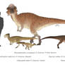 Boneheads - Pachycephalosaurs