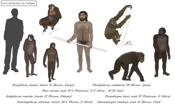 A crucial step - Hominine apes
