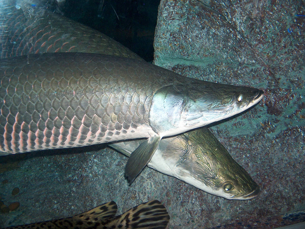 Arapaima by artbyjrc on DeviantArt