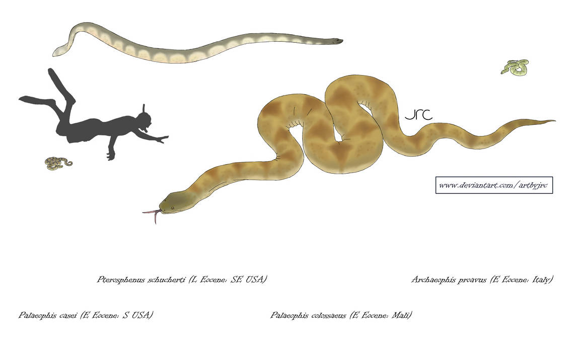 Colossaeus Sea serpents - Palaeophilids by artbyjrc on DeviantArt