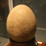 Elephant bird egg