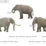 Pocket pachyderms - Dwarf island proboscideans 3