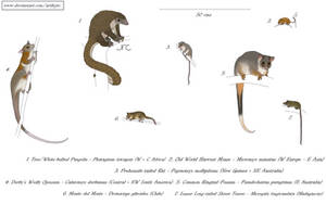 Hanging around - Mammals with prehensile tails 2
