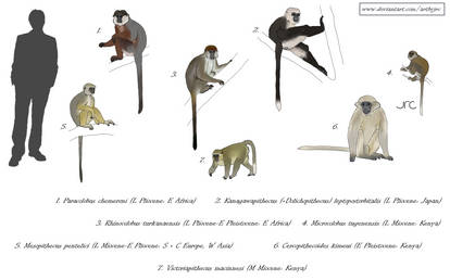 Cercopithecid Examples Explore the Best Cercopithecid Art | DeviantArt