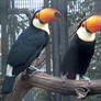 Toco toucans