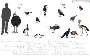 Head protection - Bony casques in birds