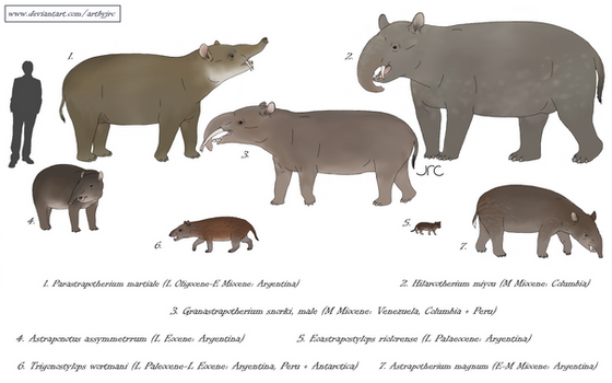 Southern snorkels - Astrapotheres