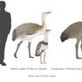 Running pseudo-cranes - Eogruids