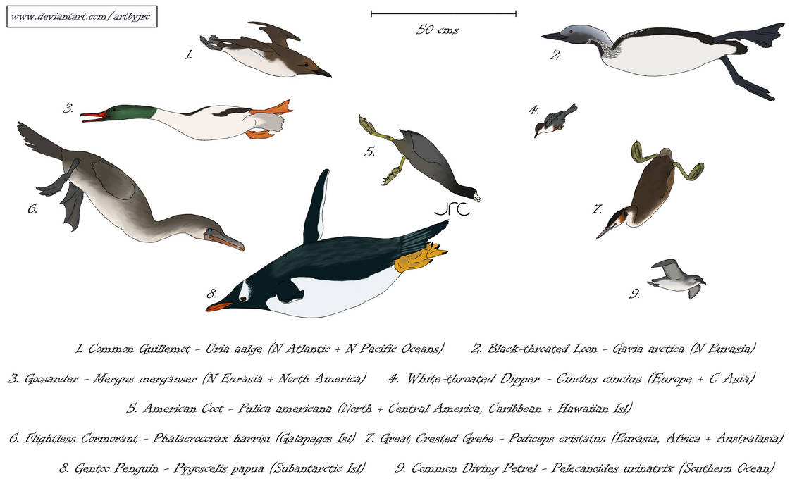 Underwater flight - Swimming birds by artbyjrc on DeviantArt