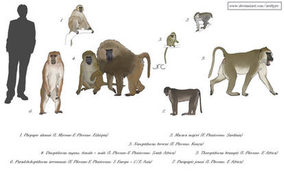 Cercopithecid Examples Explore the Best Cercopithecid Art | DeviantArt